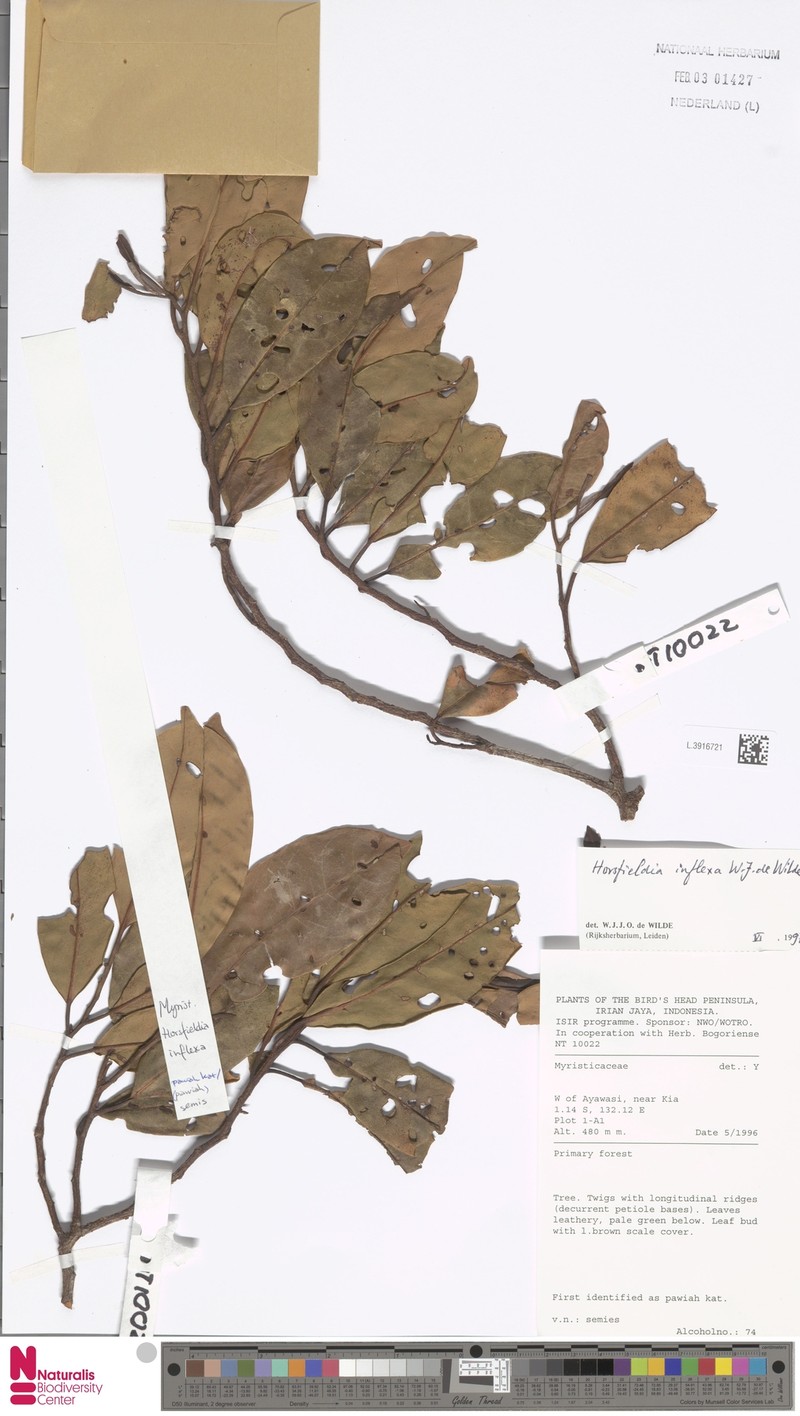 Horsfieldia inflexa