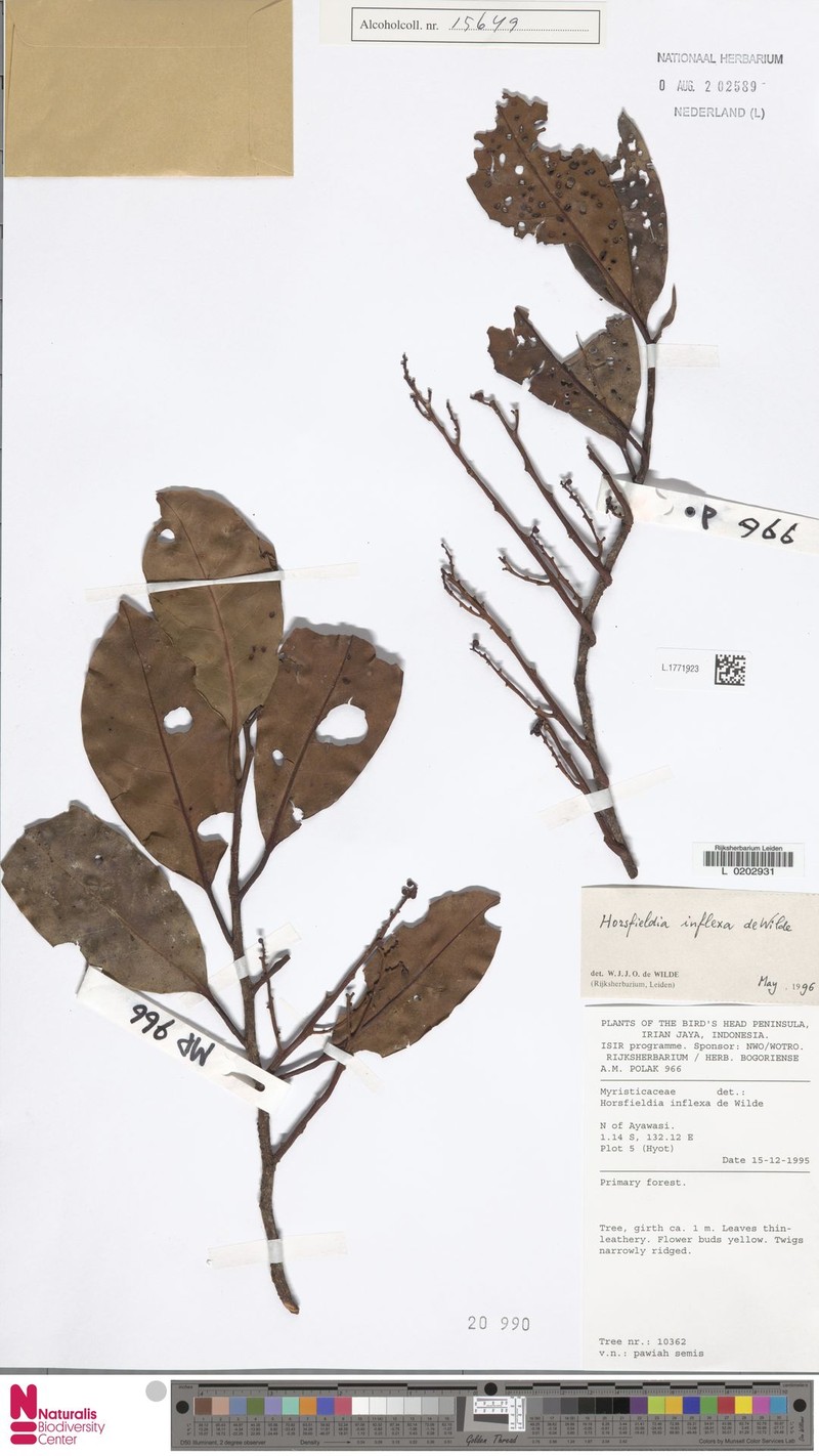 Horsfieldia inflexa photo 2