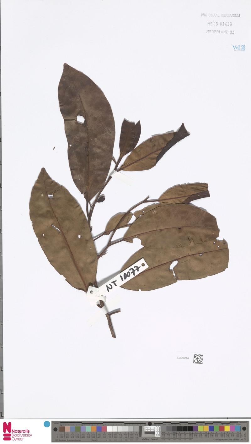 Horsfieldia inflexa photo 4
