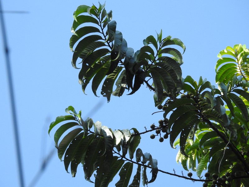 Pianggu photo 2