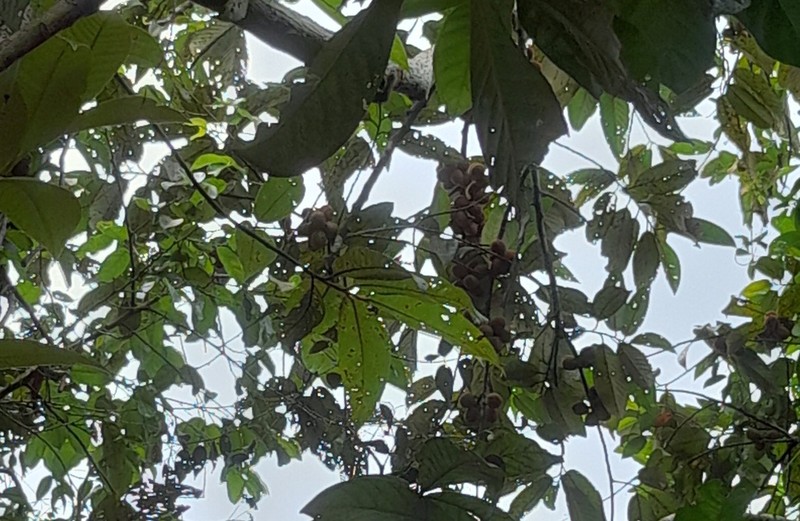 Horsfieldia iryaghedhi photo 7