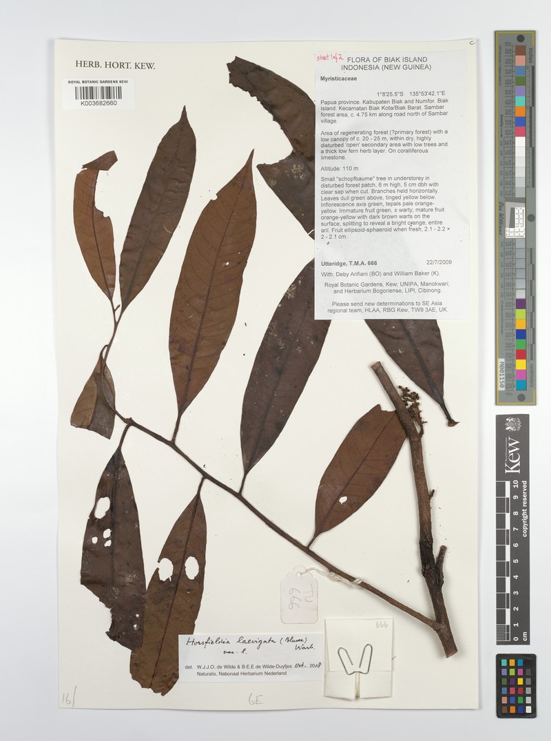 Horsfieldia laevigata
