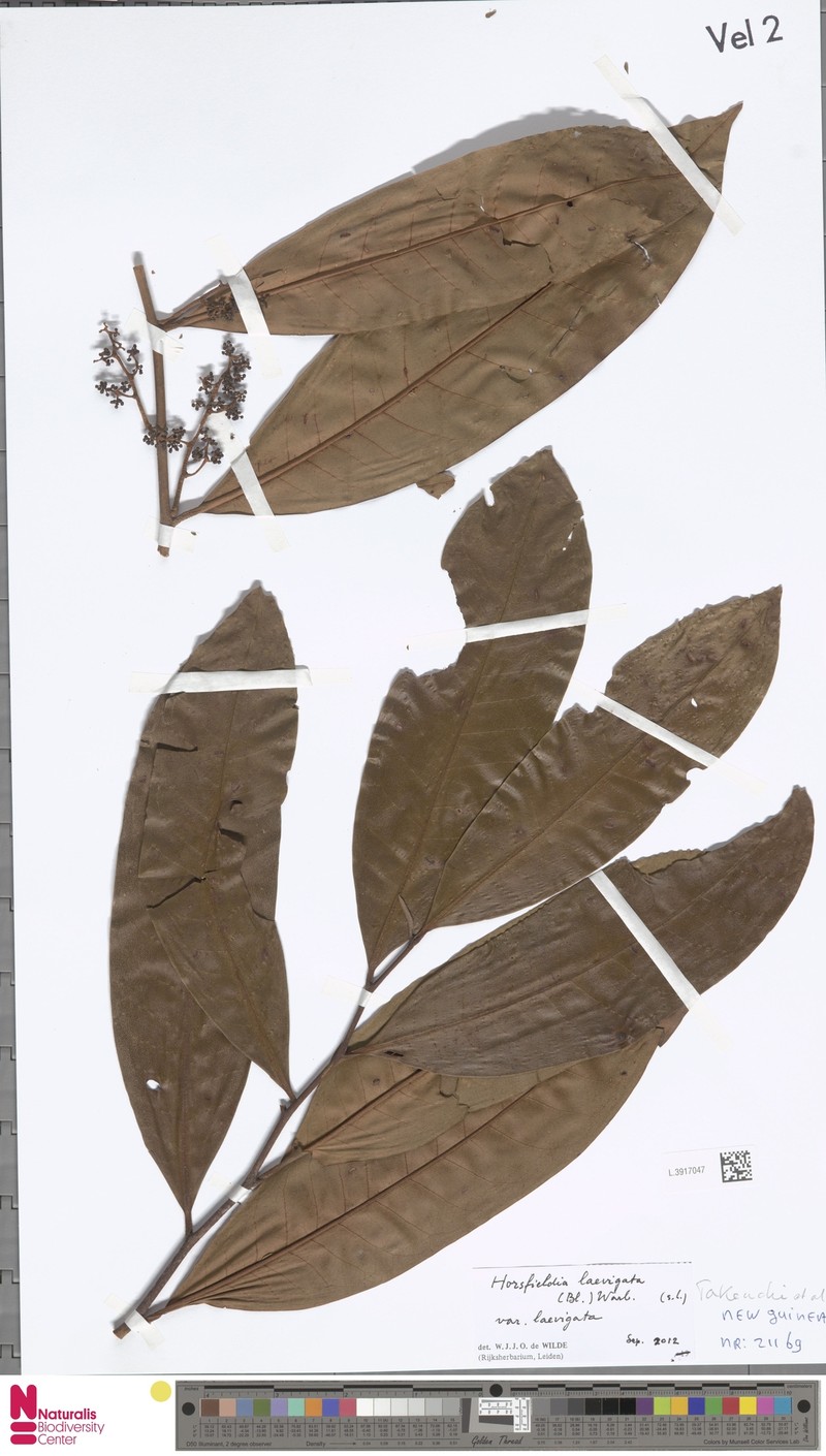 Horsfieldia laevigata var. laevigata photo 3