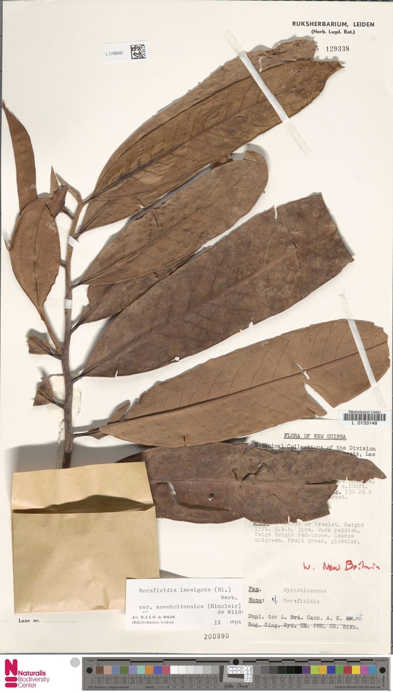 Horsfieldia laevigata var. novobritannica