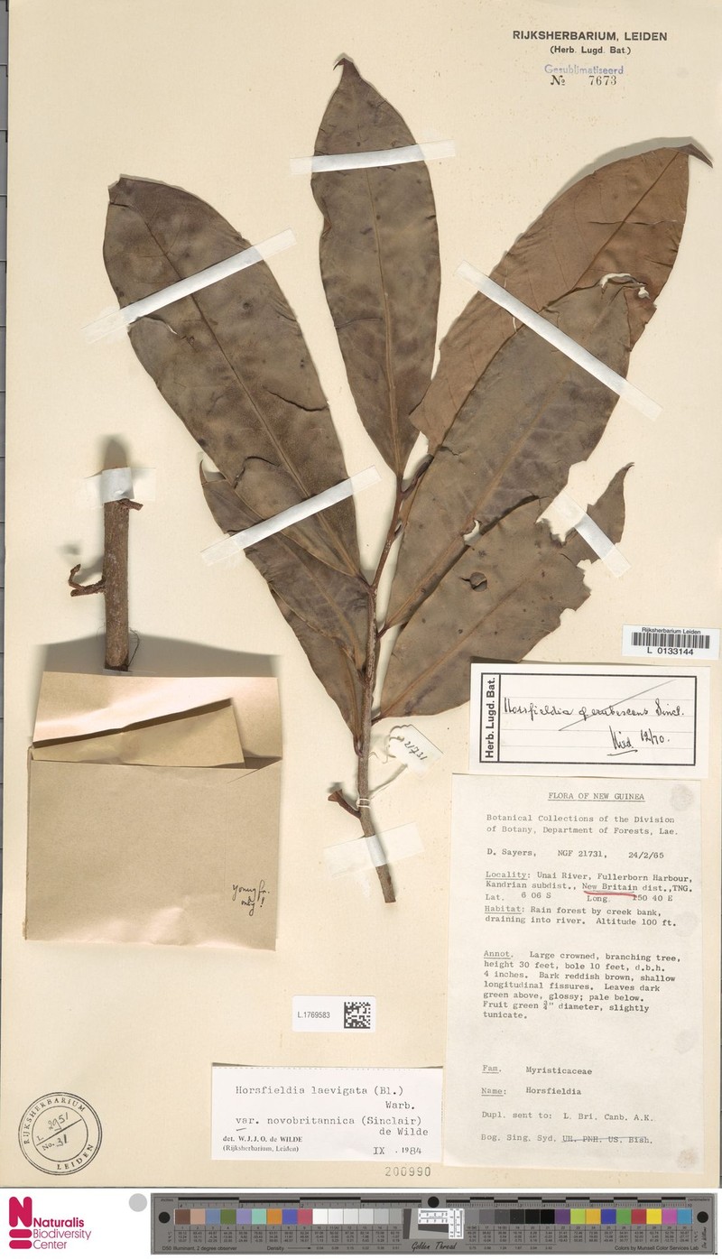 Horsfieldia laevigata var. novobritannica photo 2