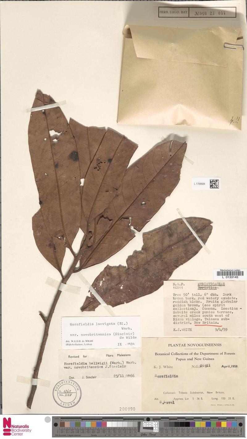 Horsfieldia laevigata var. novobritannica photo 3