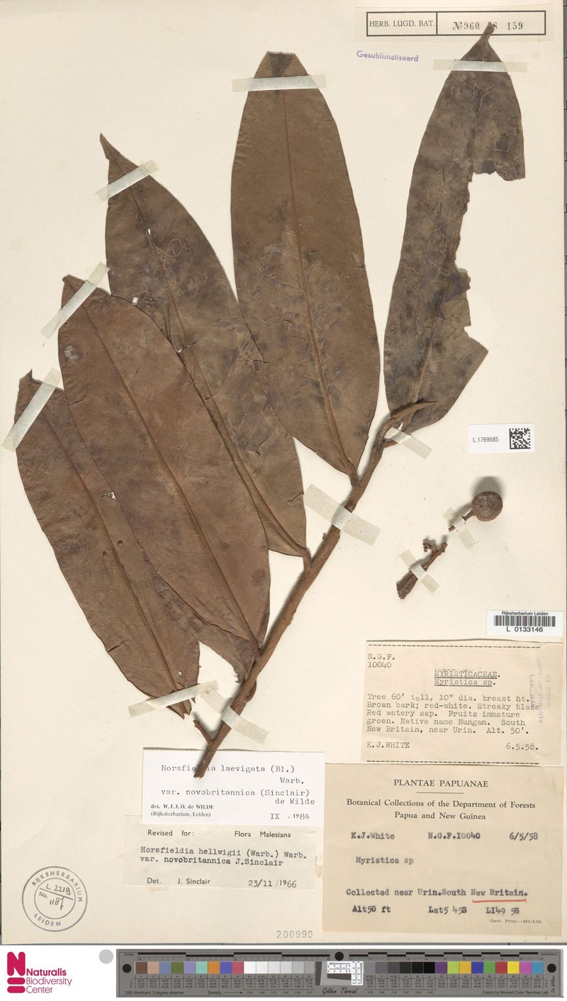Horsfieldia laevigata var. novobritannica photo 4