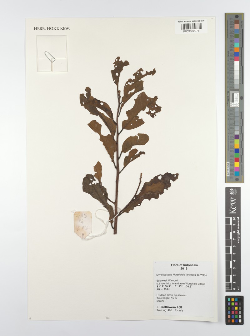 Horsfieldia lancifolia