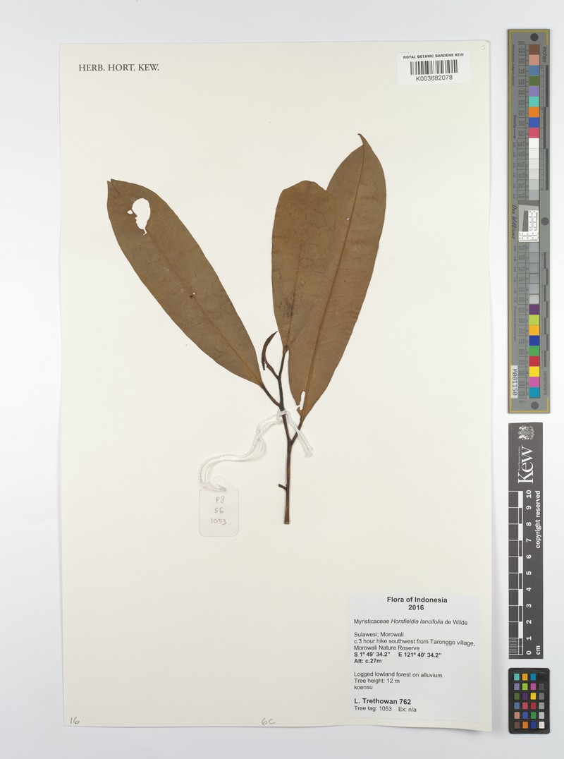 Horsfieldia lancifolia photo 2