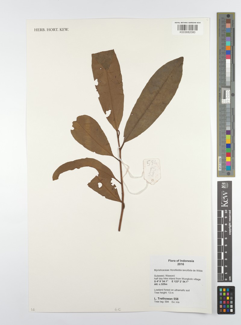 Horsfieldia lancifolia photo 4