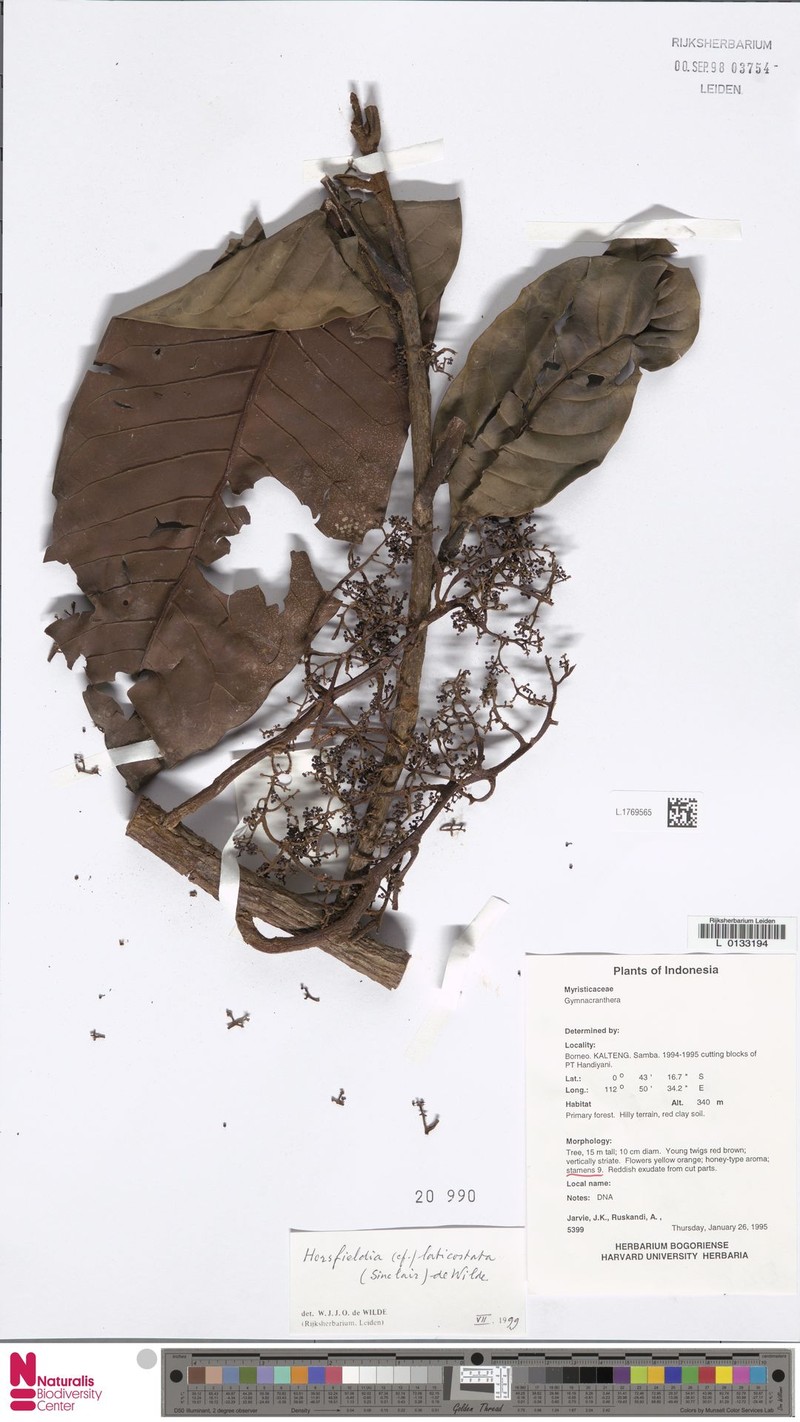 Horsfieldia laticostata