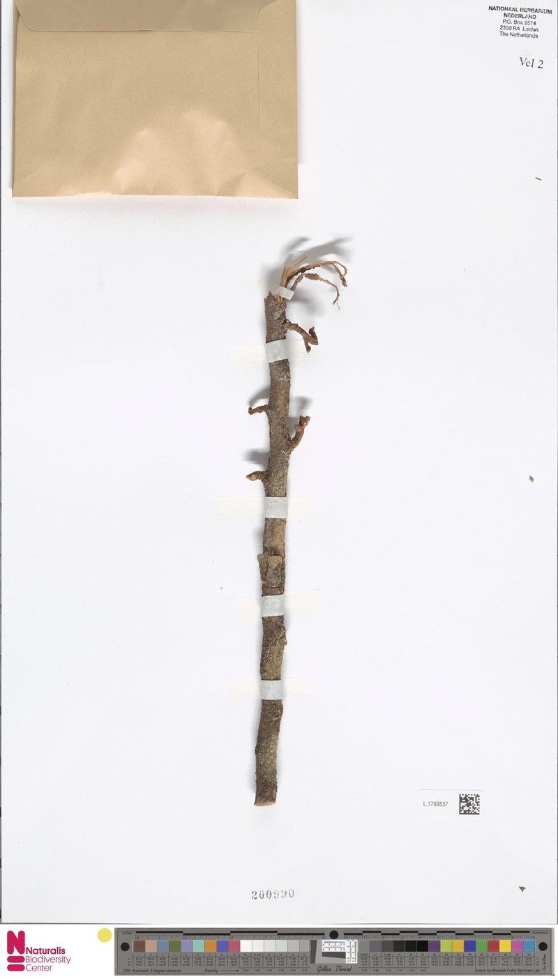 Horsfieldia leptantha