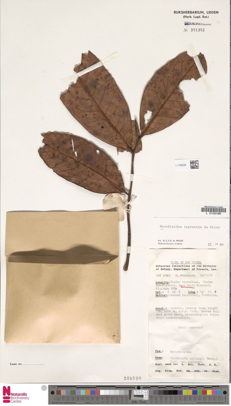Horsfieldia leptantha photo 3