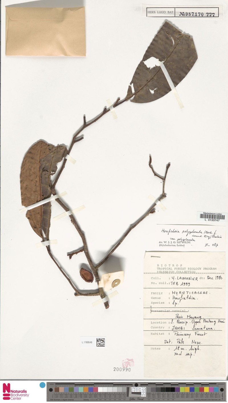 Horsfieldia macilenta