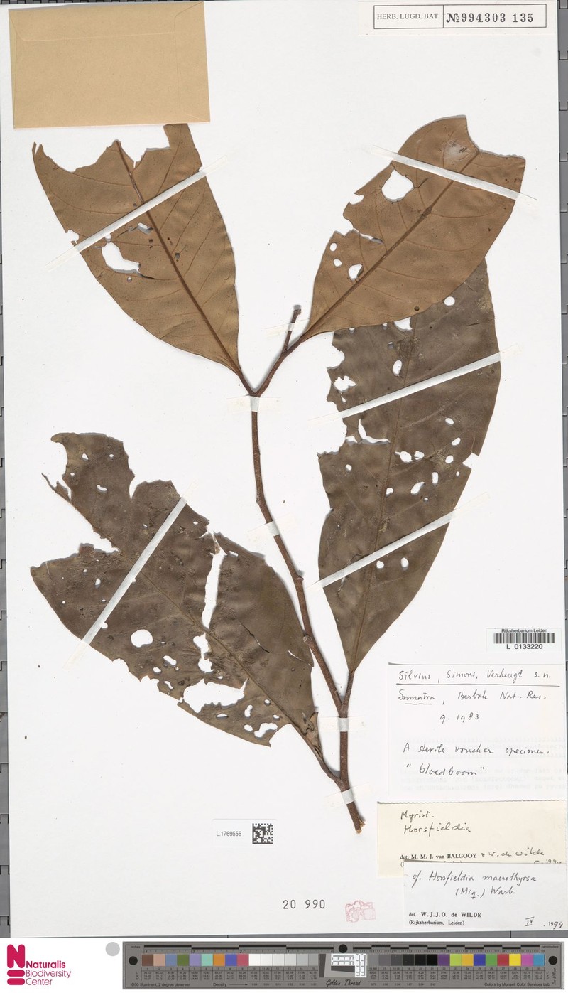 Horsfieldia macrothyrsa