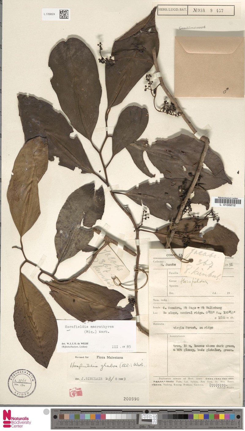 Horsfieldia macrothyrsa photo 3