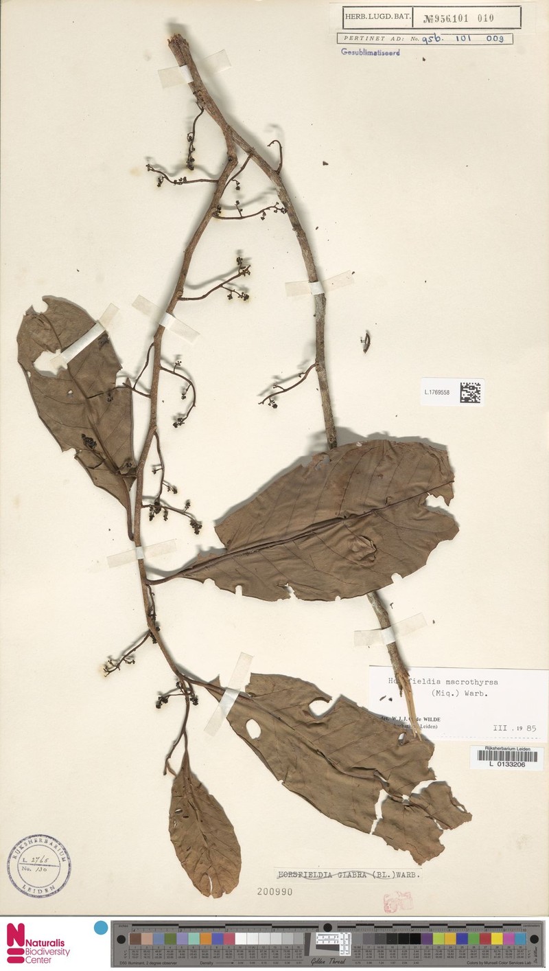 Horsfieldia macrothyrsa photo 4