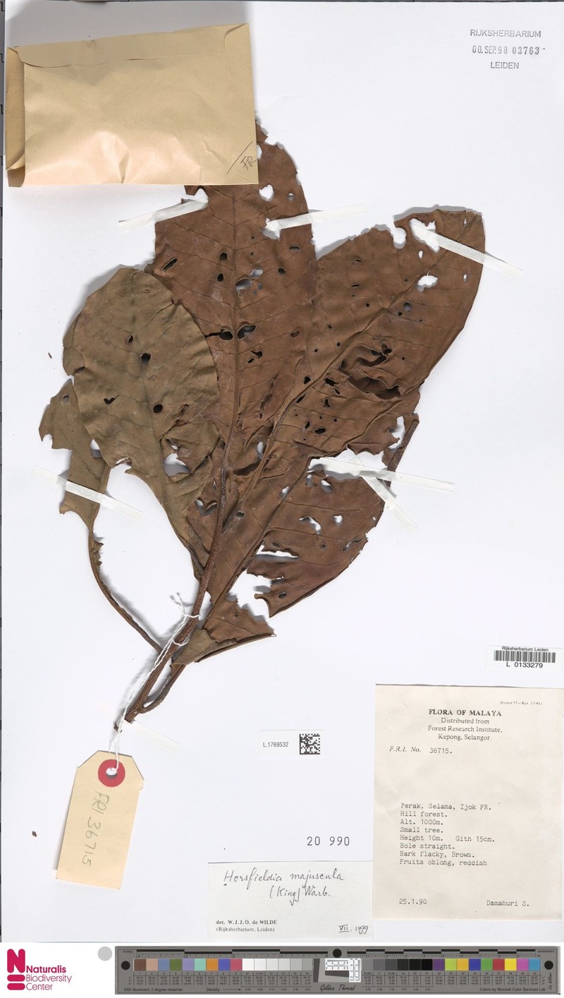 Horsfieldia majuscula
