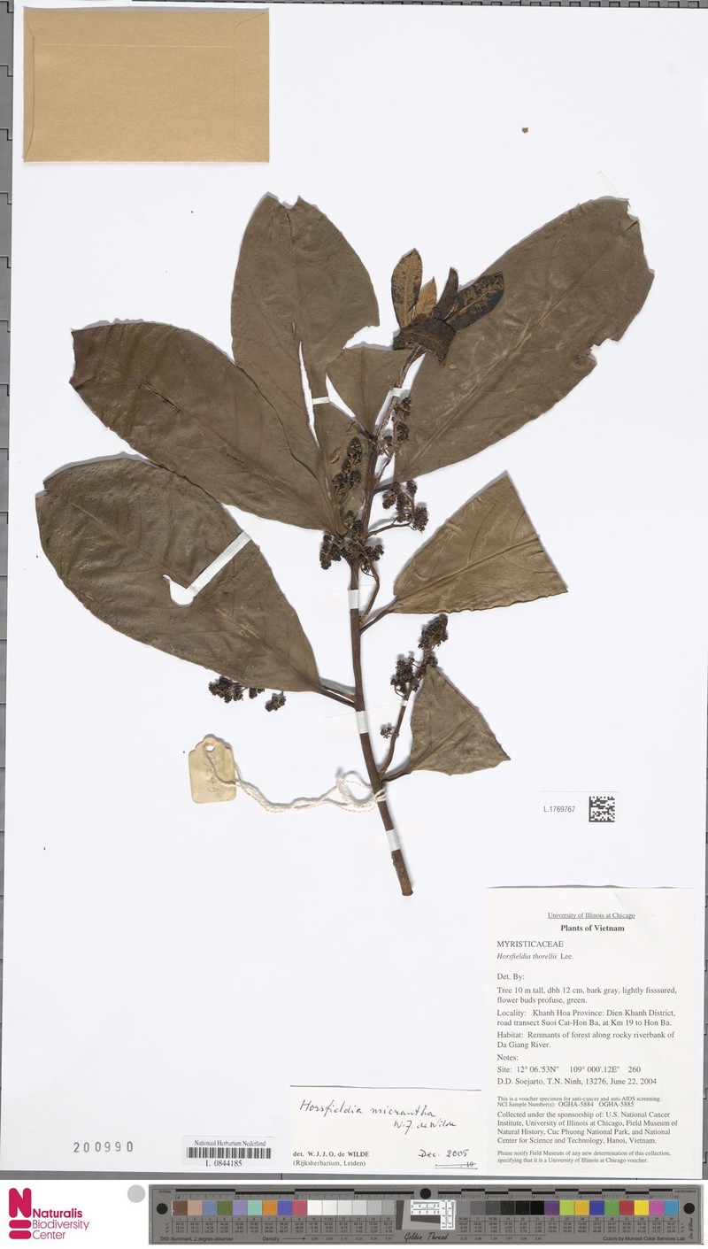 Horsfieldia micrantha