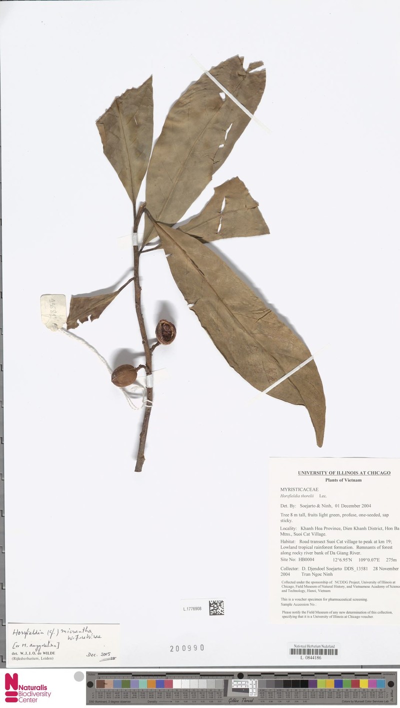 Horsfieldia micrantha photo 2