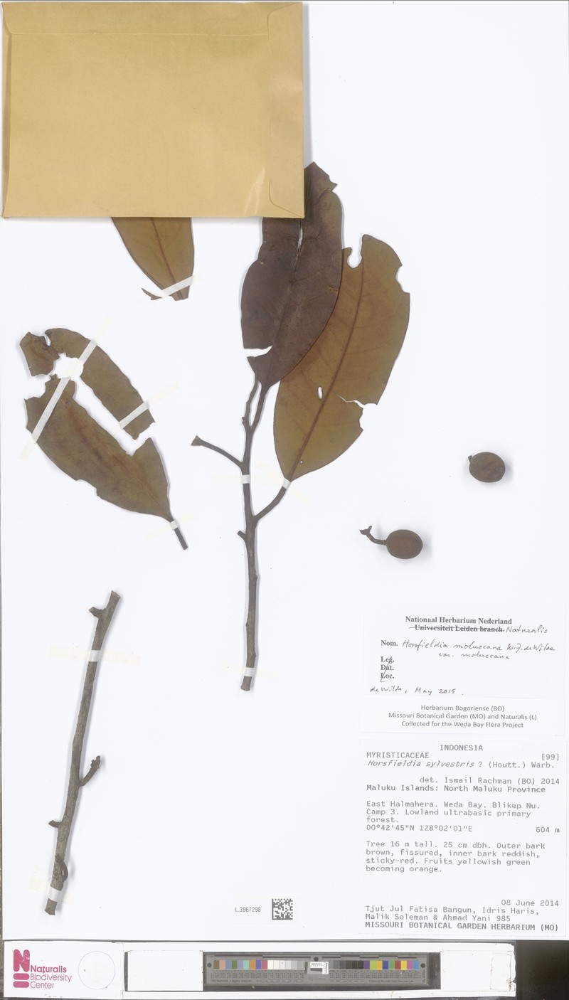 Horsfieldia moluccana