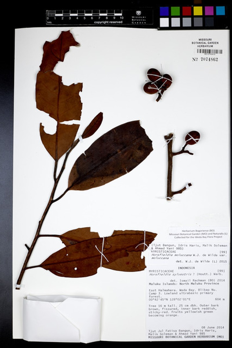 Horsfieldia moluccana var. moluccana photo 2
