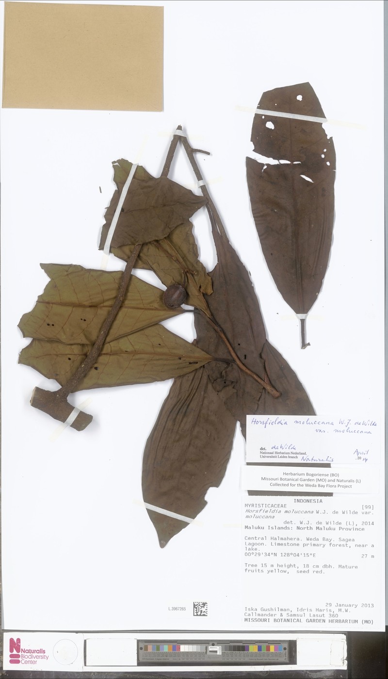 Horsfieldia moluccana var. moluccana photo 4