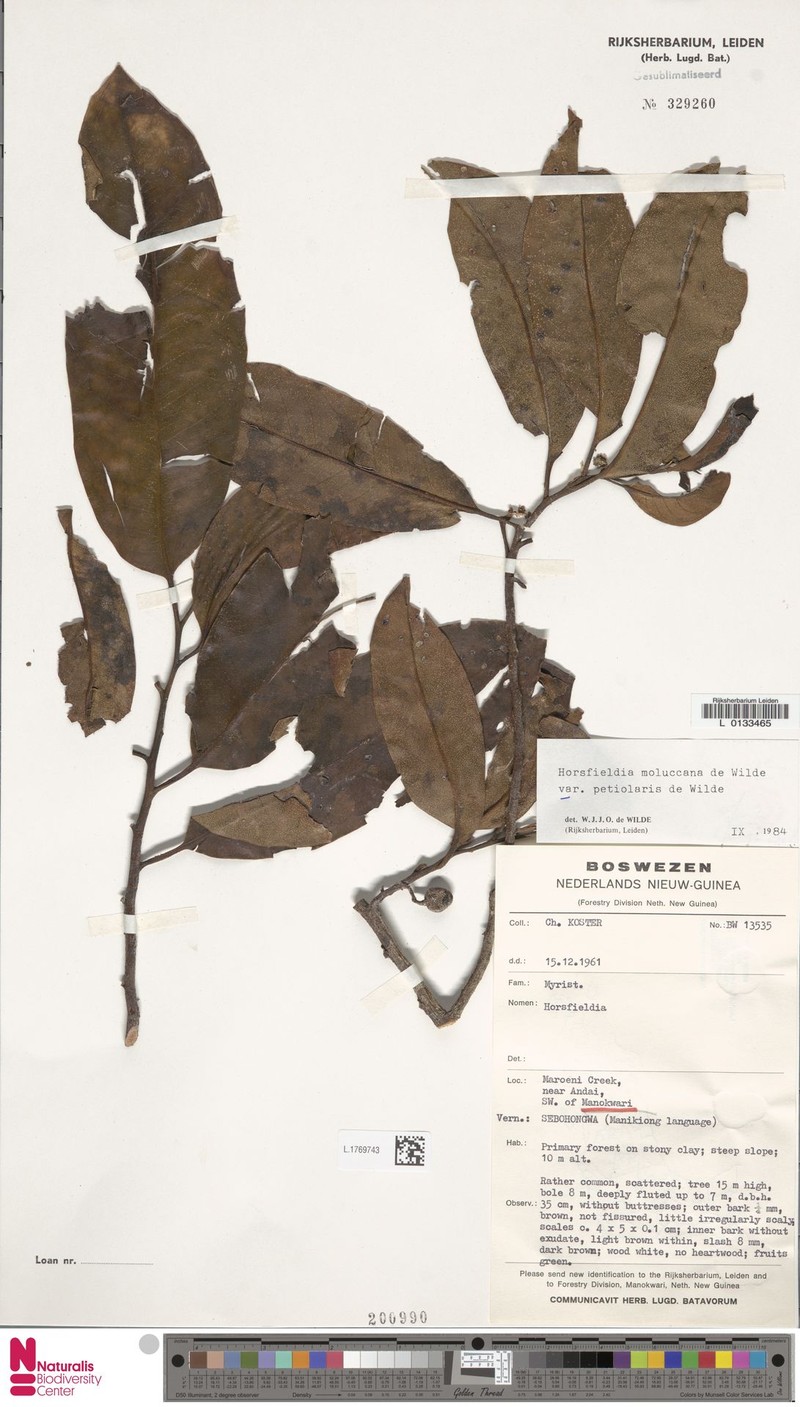 Horsfieldia moluccana var. petiolaris