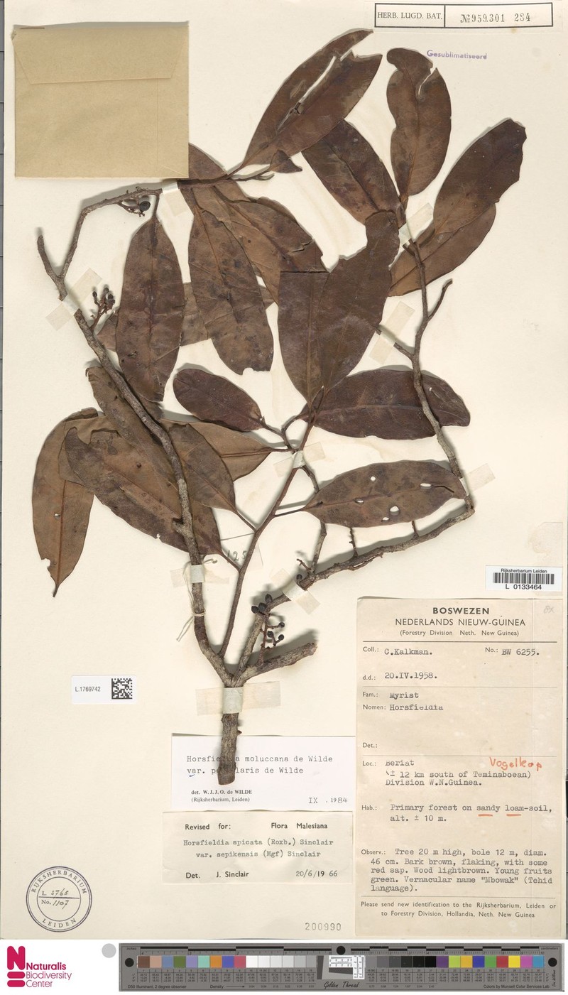 Horsfieldia moluccana var. petiolaris photo 2