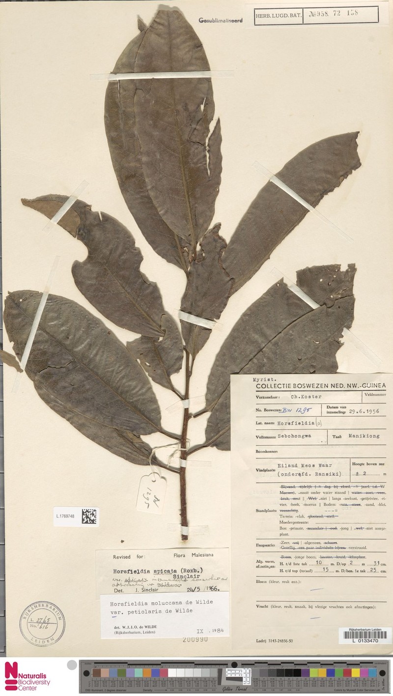 Horsfieldia moluccana var. petiolaris photo 3