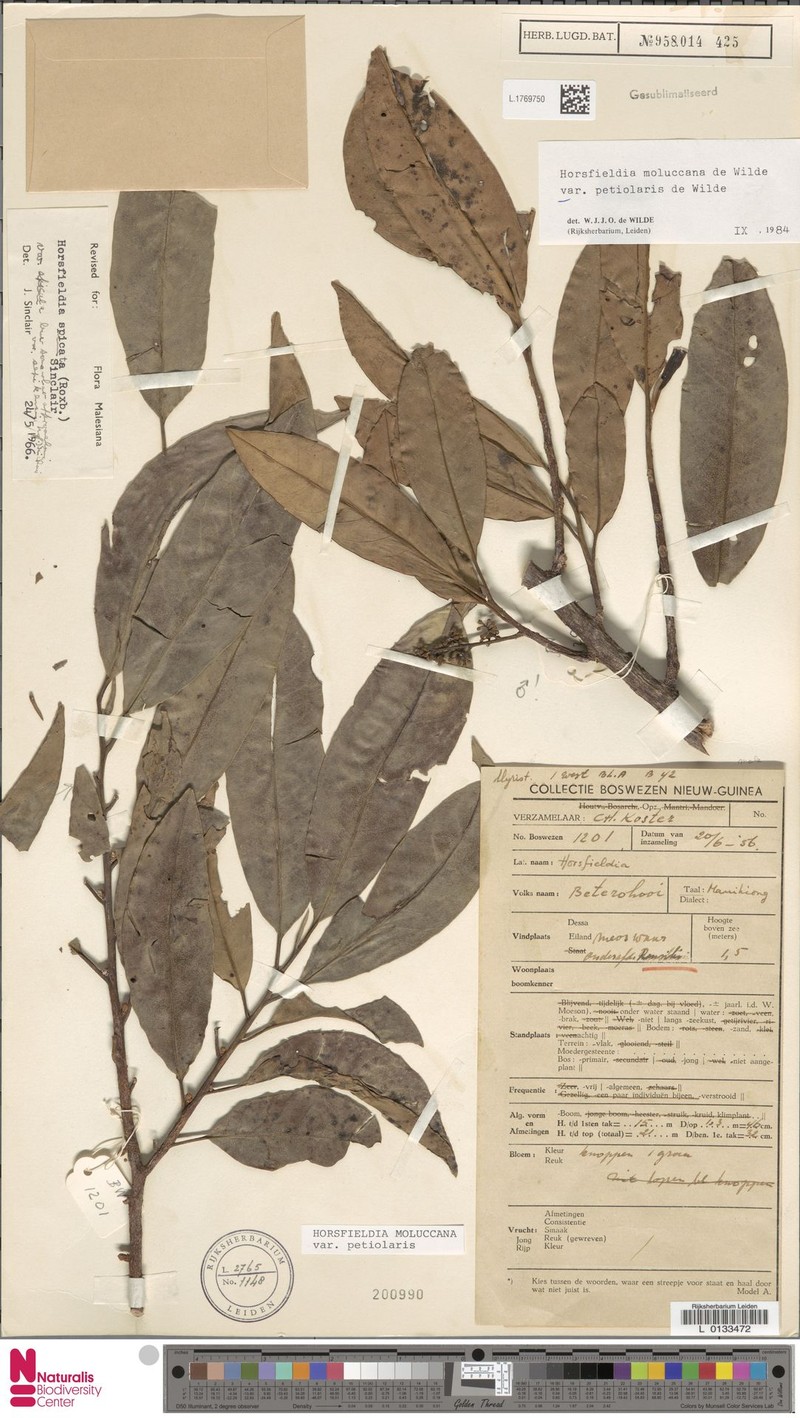 Horsfieldia moluccana var. petiolaris photo 4
