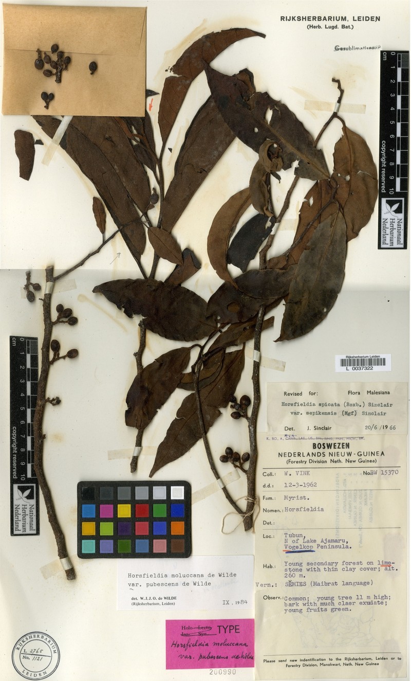 Horsfieldia moluccana var. pubescens