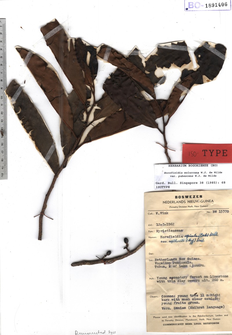 Horsfieldia moluccana var. pubescens photo 2