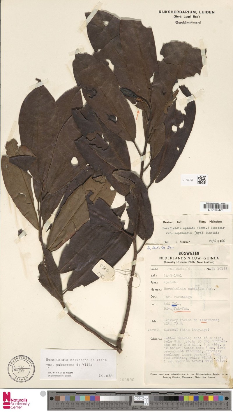 Horsfieldia moluccana var. pubescens photo 3