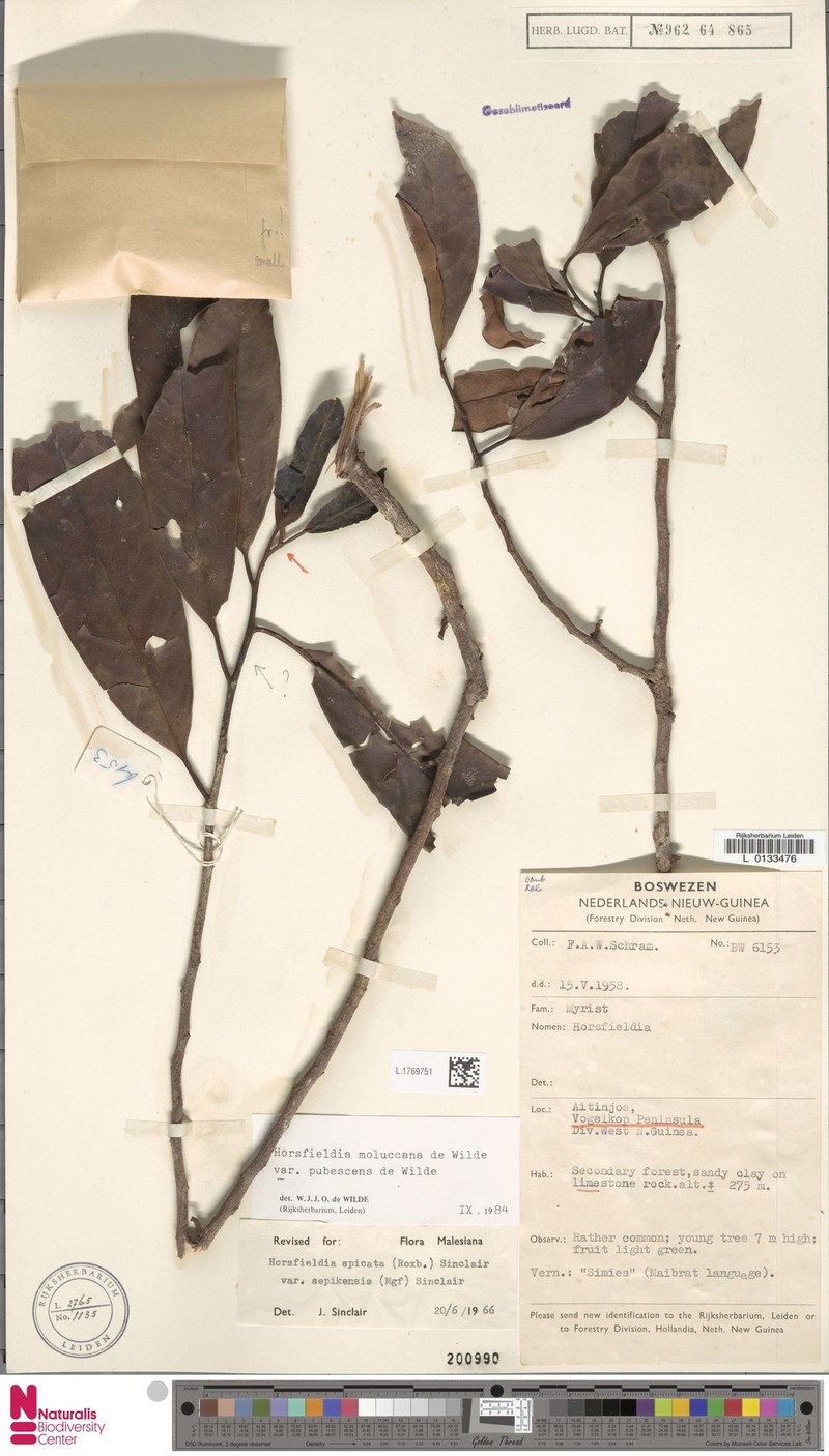 Horsfieldia moluccana var. pubescens photo 4