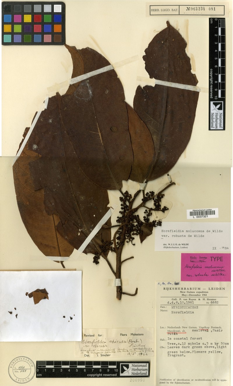Horsfieldia moluccana var. robusta