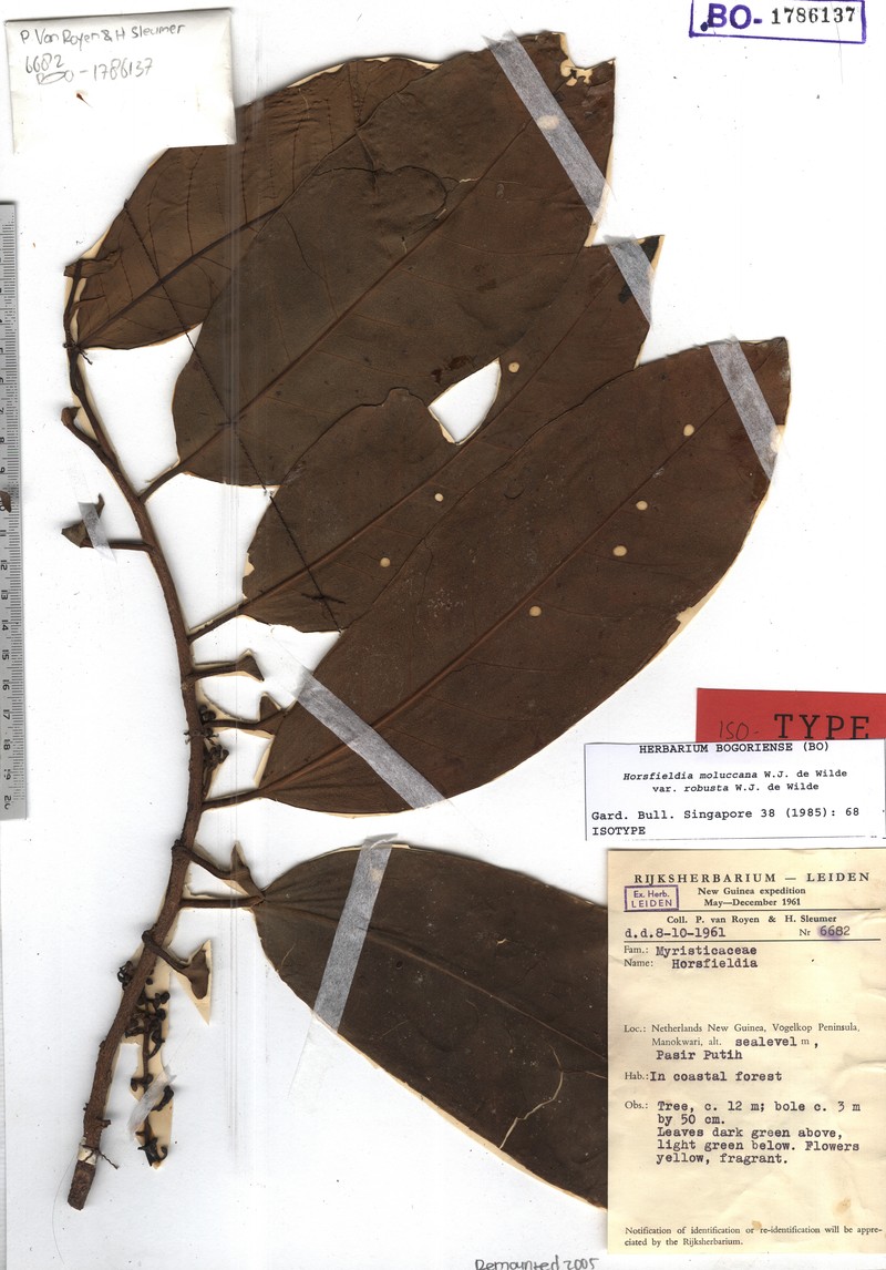 Horsfieldia moluccana var. robusta photo 2