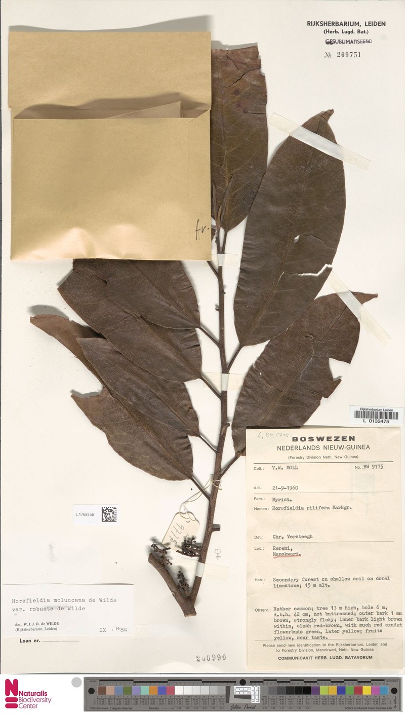 Horsfieldia moluccana var. robusta photo 3