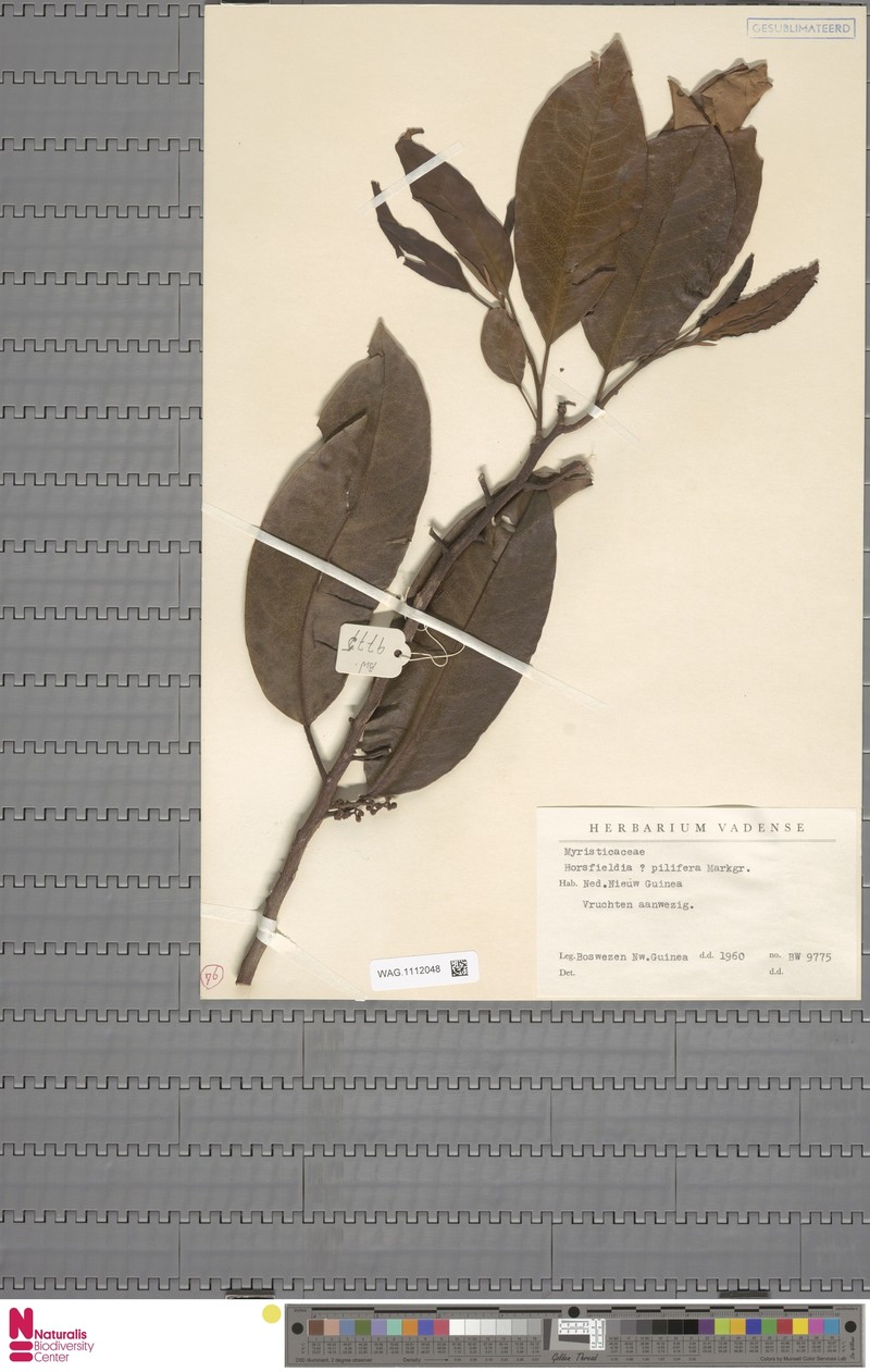 Horsfieldia moluccana var. robusta photo 4