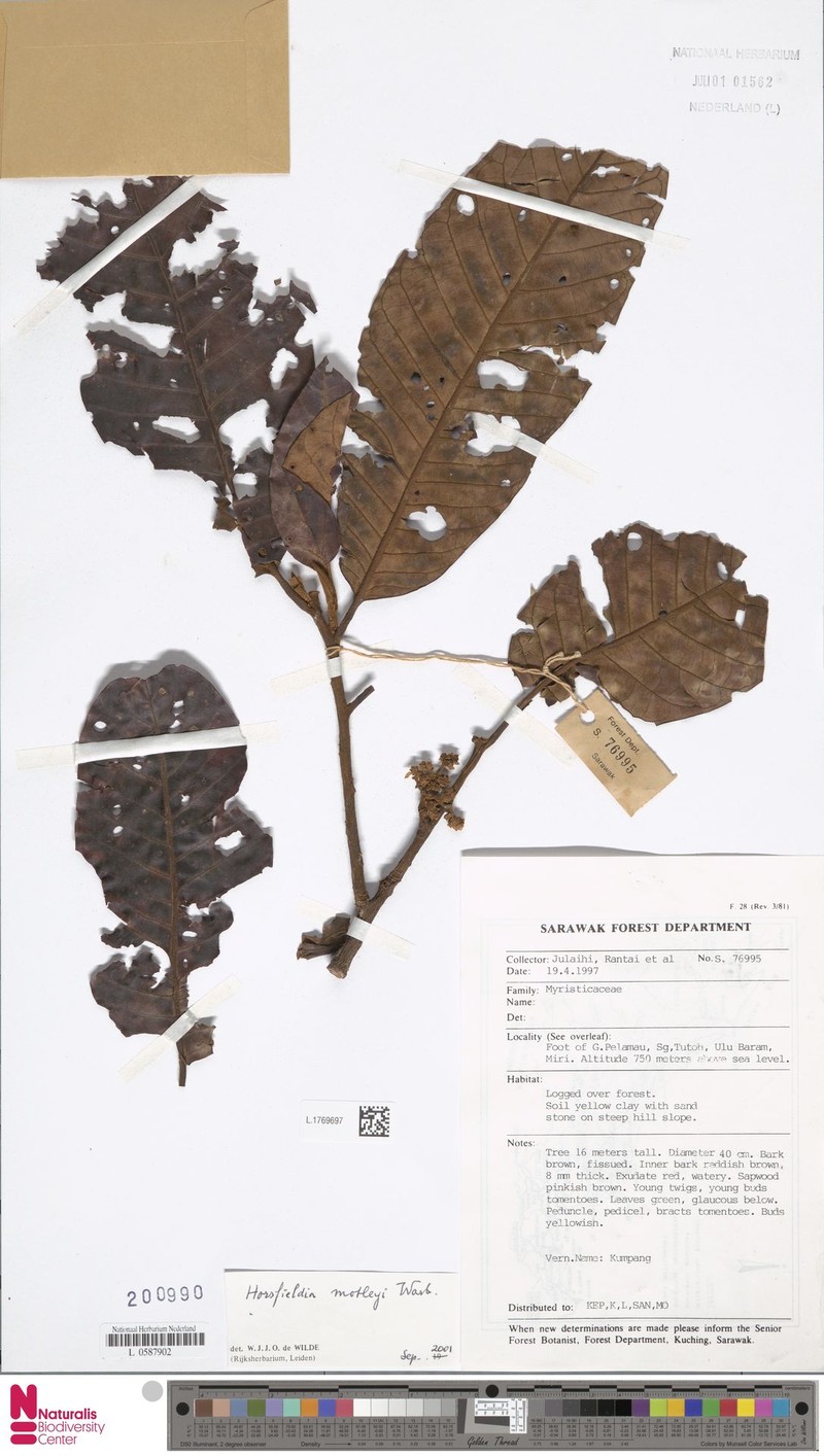 Horsfieldia motleyi