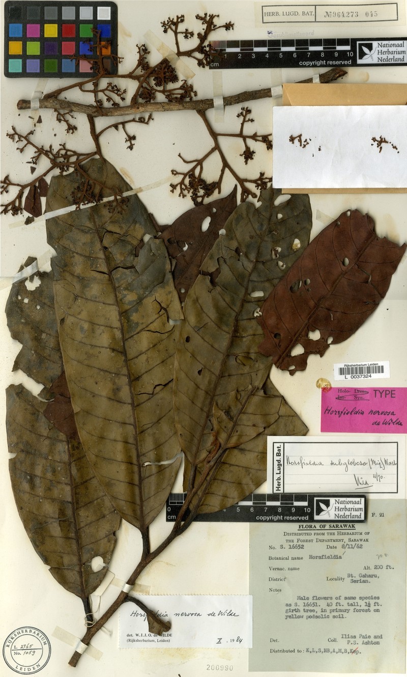 Horsfieldia nervosa