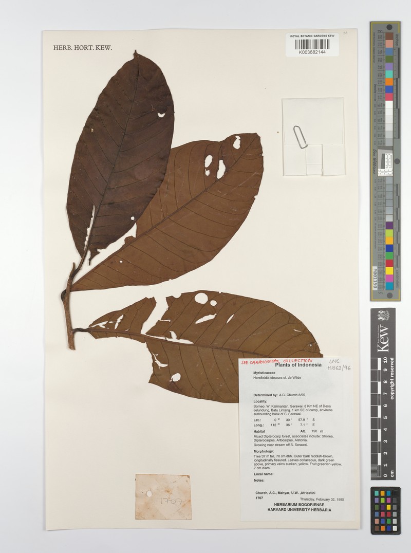 Horsfieldia obscura