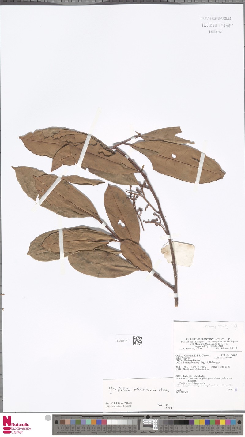 Horsfieldia obscurinervia photo 2