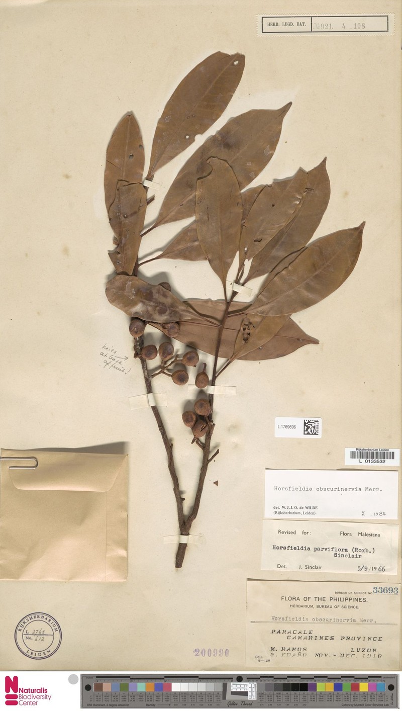 Horsfieldia obscurinervia photo 3