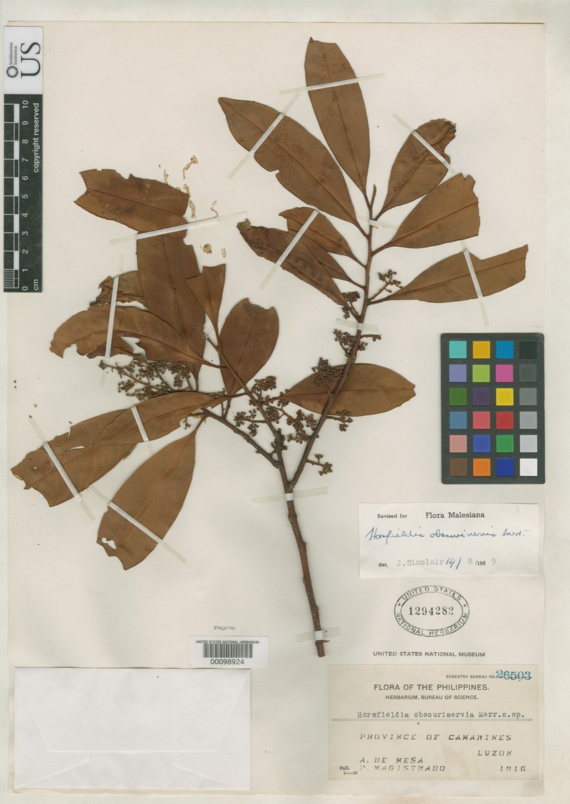 Horsfieldia obscurinervia