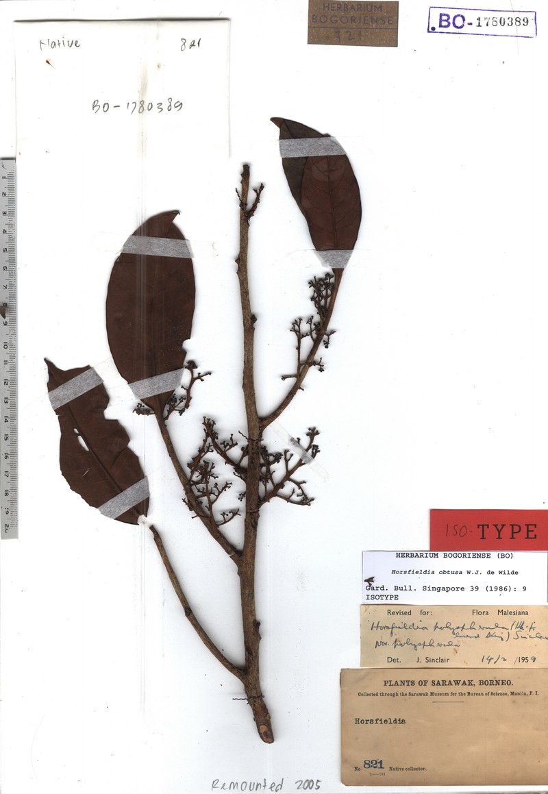 Horsfieldia obtusa