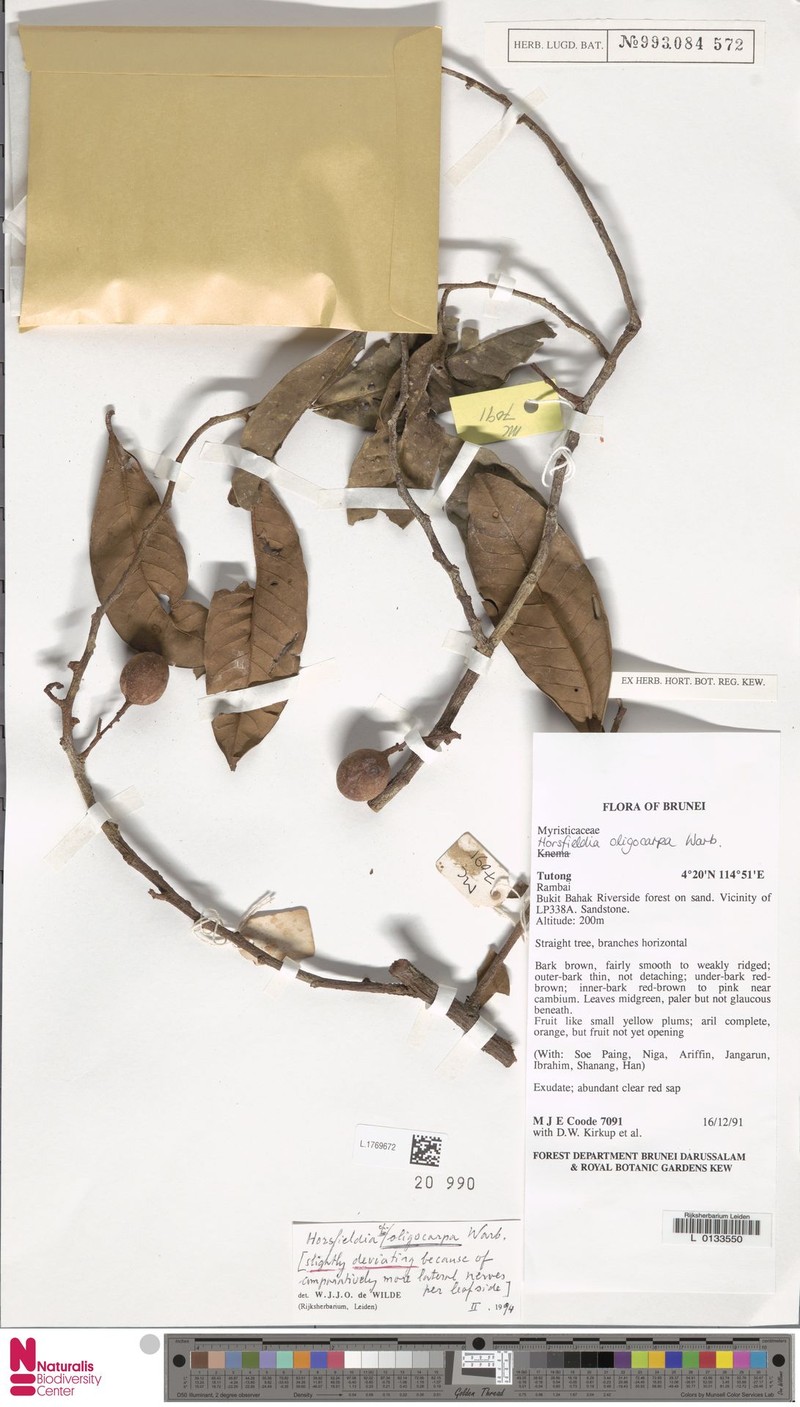 Horsfieldia oligocarpa