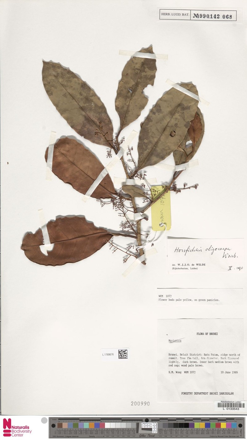 Horsfieldia oligocarpa photo 4