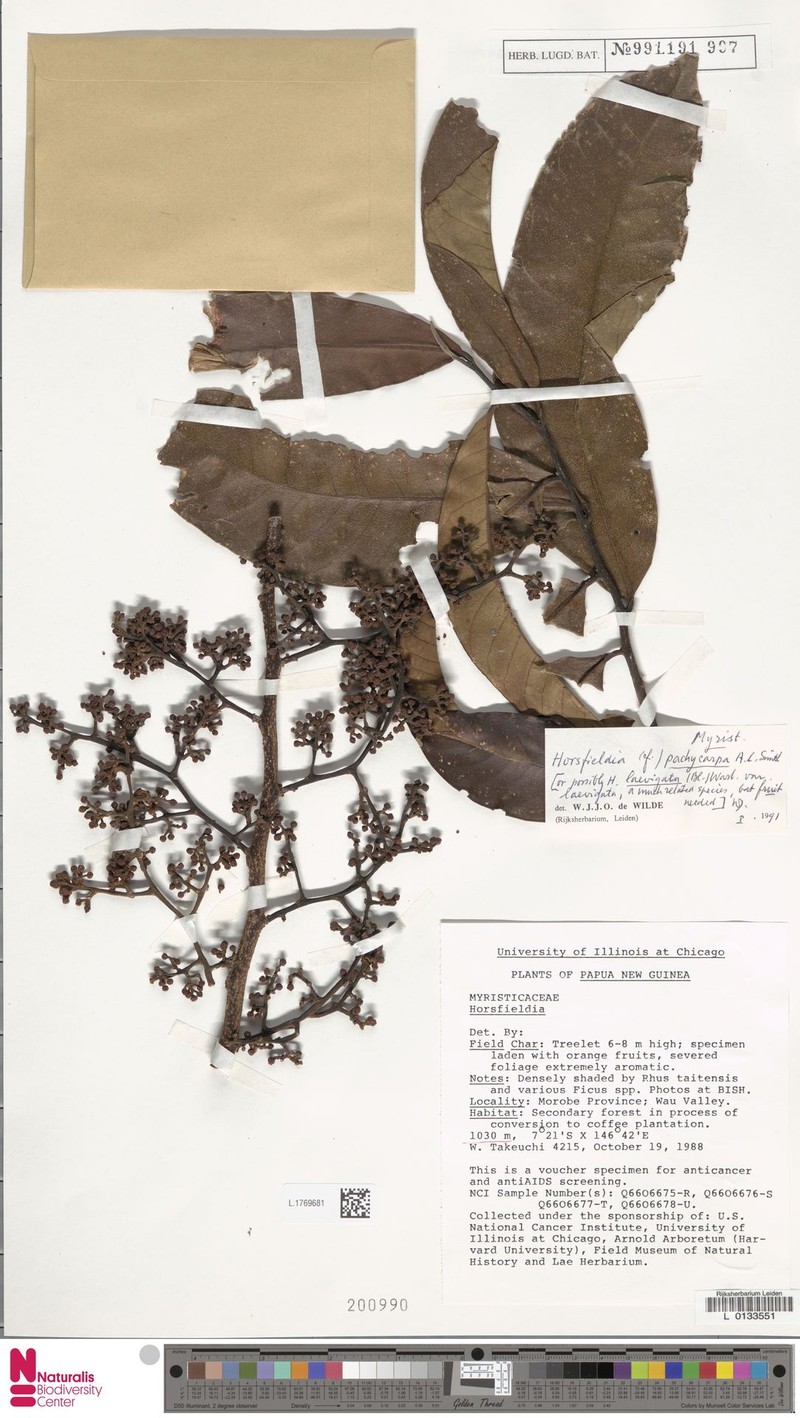 Horsfieldia pachycarpa