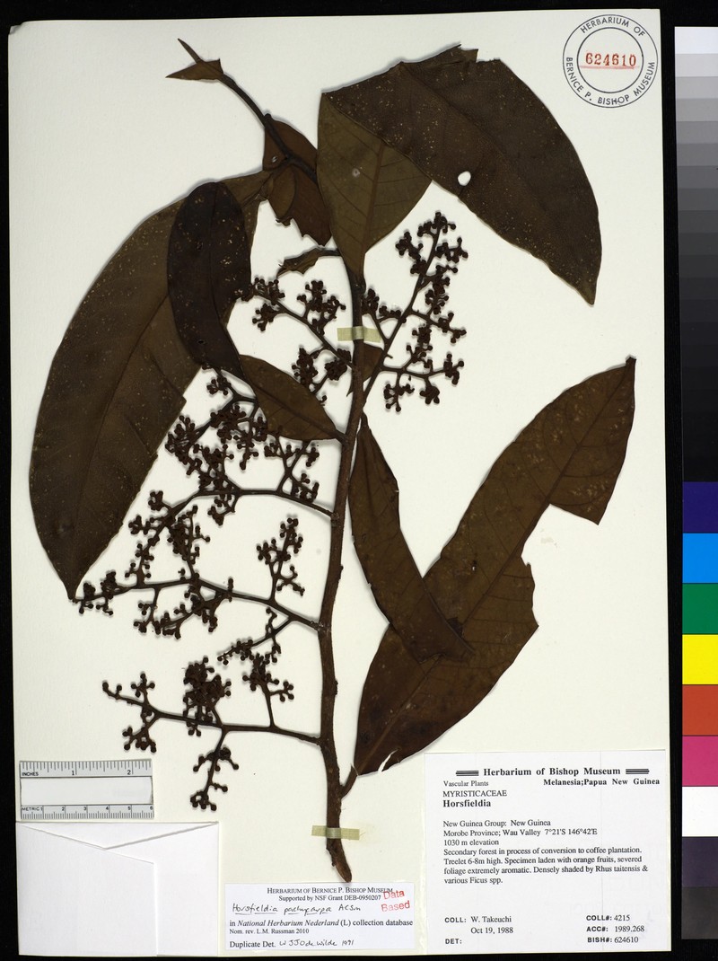 Horsfieldia pachycarpa photo 2